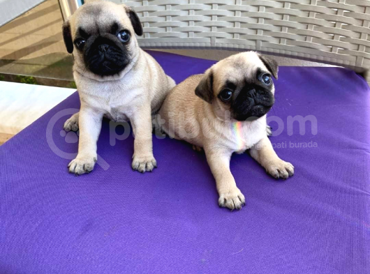 Orjinal Pug Yavrularım Sahiplendirilecektir