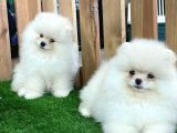 Teddy Bear Pomeranian Boo Yavrularımız