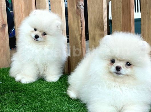Teddy Bear Pomeranian Boo Yavrularımız görsel