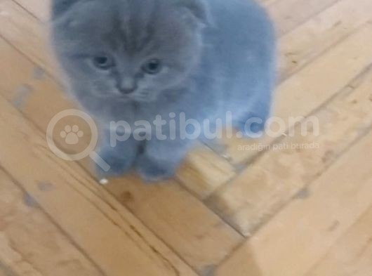 Sevimli Yavrularım görsel
