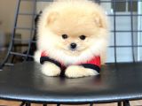 Orijinal Pomeranian Teddy Bear