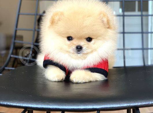 Orijinal Pomeranian Teddy Bear görsel