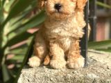 Sakfan Toy Poodle Yavrularimiz İrk Garantili