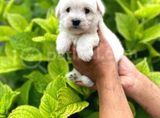 Anne Altından Maltese Terrier Yavruları görsel