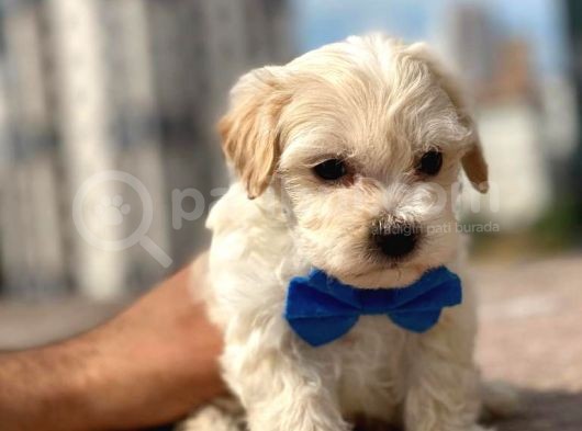 Orijinal Anne Altından Maltipoo görsel