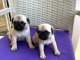 Orjinal Pug Yavrularım Sahiplendirilecektir