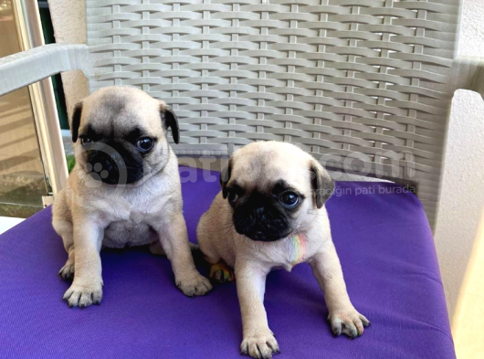Orjinal Pug Yavrularım Sahiplendirilecektir görsel