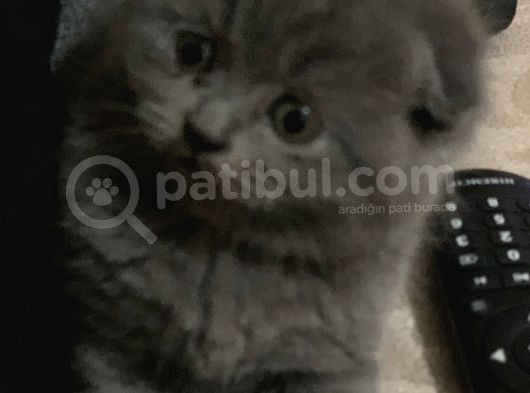 Sevimli Yavrularım görsel