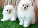 Teddy Bear Pomeranian Boo Yavrularımız