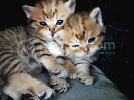 Bembeyaz Annemiz Ve Yavrusu Golden görsel