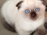Scottish Fold Bluepoint Yavrular 2 Aylık