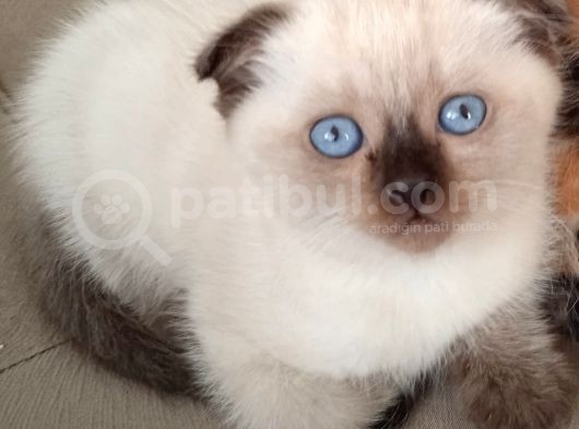 Scottish Fold Bluepoint Yavrular 2 Aylık görsel
