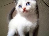 Scottish Fold Bluepoint Yavrular 2 Aylık