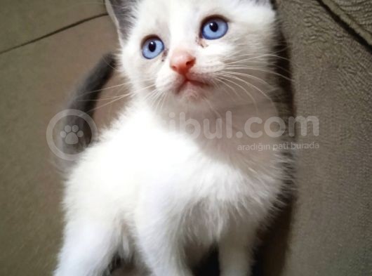 Scottish Fold Bluepoint Yavrular 2 Aylık görsel