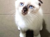Scottish Fold Bluepoint Yavrular 2 Aylık