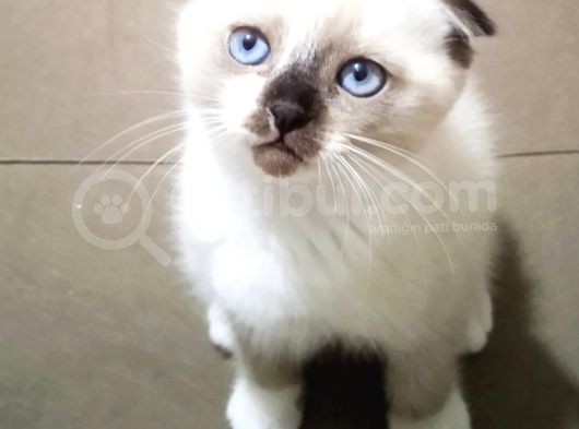 Scottish Fold Bluepoint Yavrular 2 Aylık