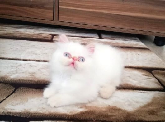 Maviş Erkek İran Kedim görsel