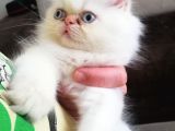 Maviş Erkek İran Kedim