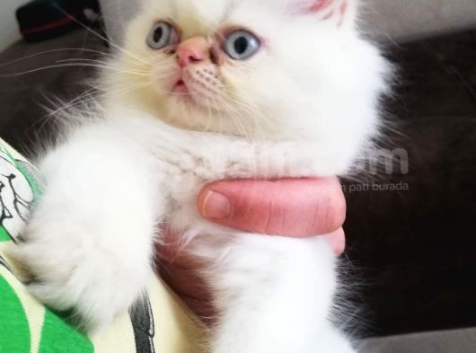 Maviş Erkek İran Kedim görsel
