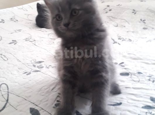 Bir Erkek Ve Dişi Yavrumuz Acil Yeni Yuvalarını Arıyor