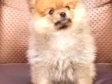 Pomeranian Yavrularımız