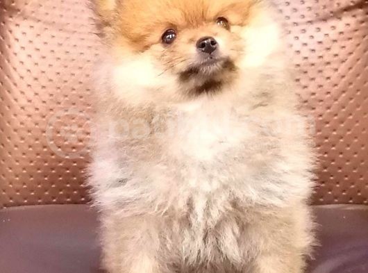 Pomeranian Yavrularımız görsel