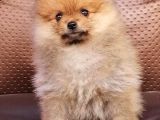 Pomeranian Yavrularımız