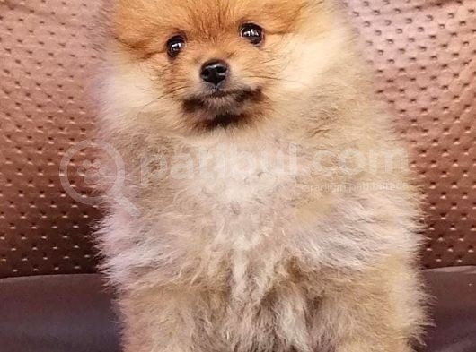 Pomeranian Yavrularımız görsel