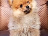 Pomeranian Yavrularımız