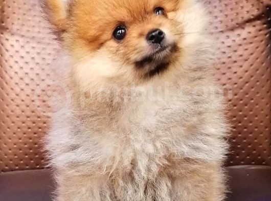 Pomeranian Yavrularımız görsel