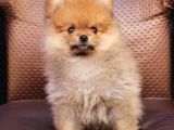 Pomeranian Yavrularımız
