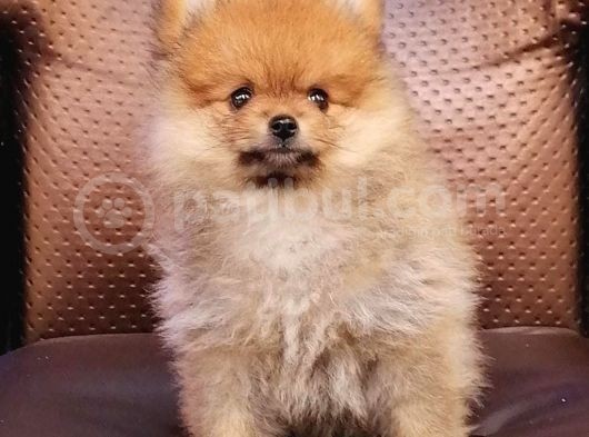 Pomeranian Yavrularımız