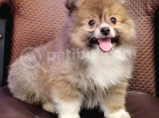 Merle Spitz Yavrumuz görsel