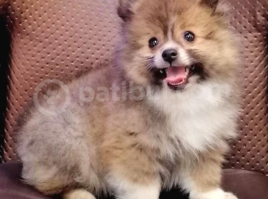 Merle Spitz Yavrumuz görsel
