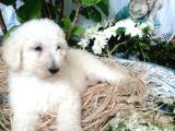 Dev Poodle Yavrumuz