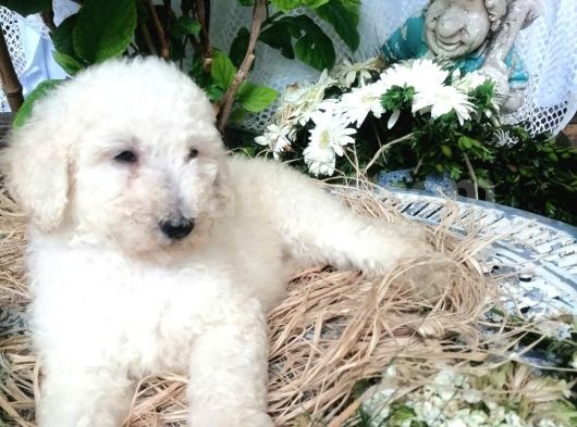 Dev Poodle Yavrumuz görsel