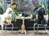 Dev Poodle Yavrumuz