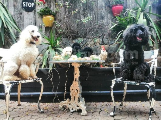 Dev Poodle Yavrumuz görsel