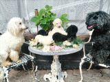 Dev Poodle Yavrumuz