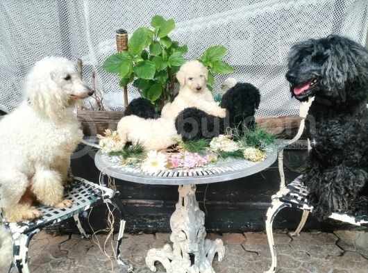 Dev Poodle Yavrumuz görsel