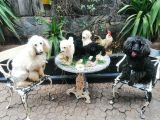Dev Poodle Yavrumuz