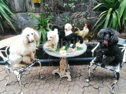 Dev Poodle Yavrumuz görsel