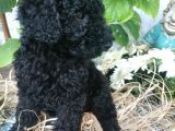 Dev Poodle Yavrumuz