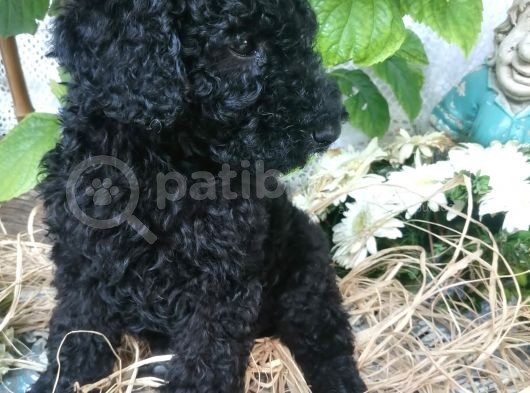 Dev Poodle Yavrumuz görsel