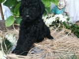 Dev Poodle Yavrumuz