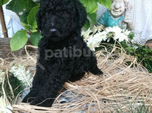 Dev Poodle Yavrumuz görsel