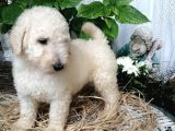 Dev Poodle Yavrumuz