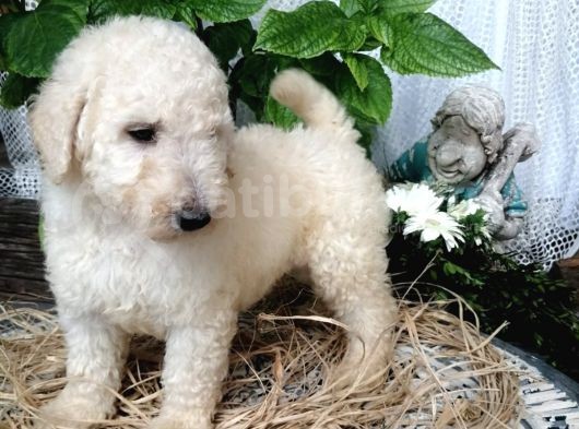 Dev Poodle Yavrumuz