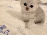 Anne Altından Dışı Ve Erkek Yavru.lütfen Açıklamayı Okuyunuz