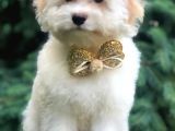Açık Apricot Maltipoo Erkek Yavrularımız